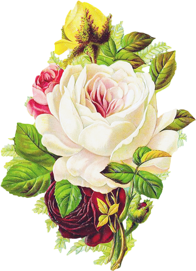Free Vintage Rose - Vintage Rose Design (661x907), Png Download