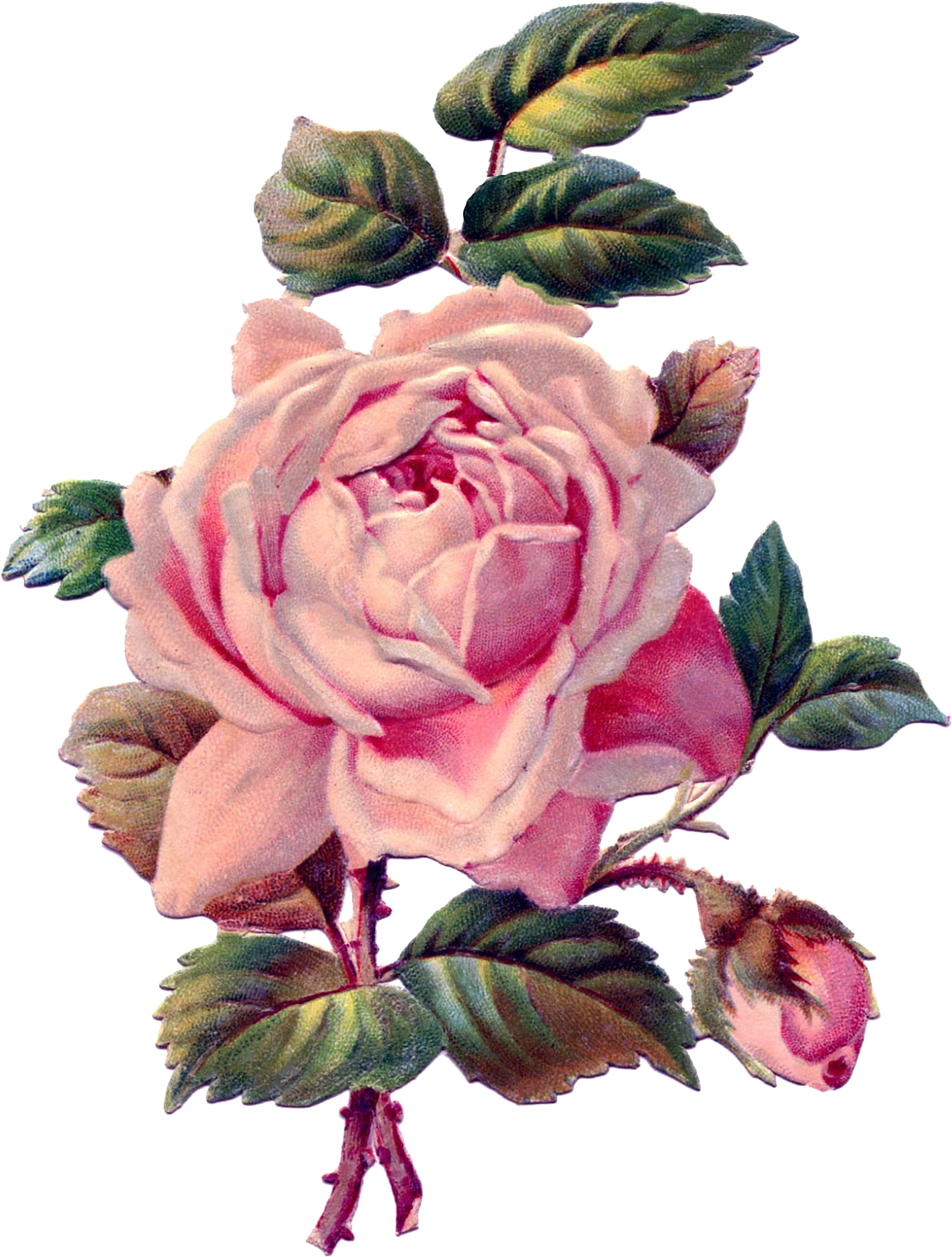 Vintage Roses Png - Rose Drawing Vintage (1228x1600), Png Download