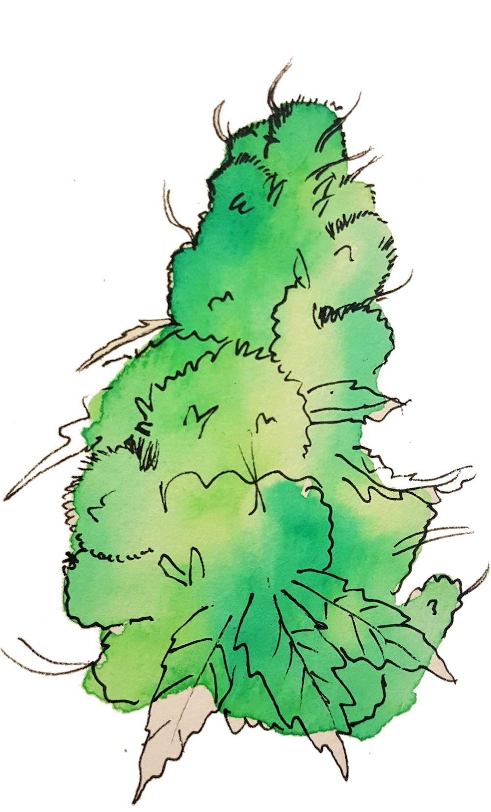 Click To Enlarge Pot 5 - Portable Network Graphics (1000x1779), Png Download