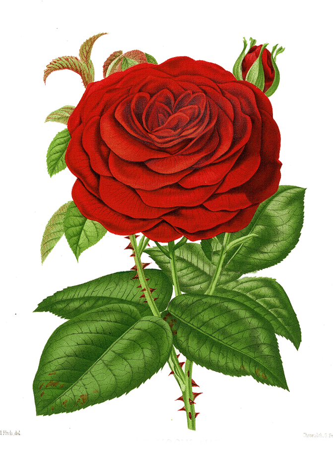 Giclee Painting: Fitch's Grand Mogul Crimson Hybrid (670x923), Png Download