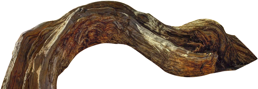 This Product Design Is Curved Wood Branch Cartoon Transparent - Wood (1024x640), Png Download