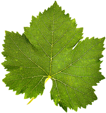 I Have Also Included Versions Of The Leaf Texture And - Asma Yapragi (450x446), Png Download