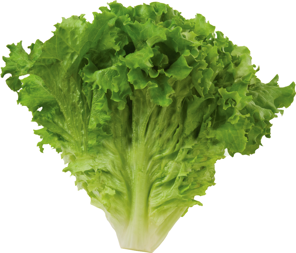 Romaine Lettuce Png High-quality Image - Green Leaf Lettuce (1000x850), Png Download