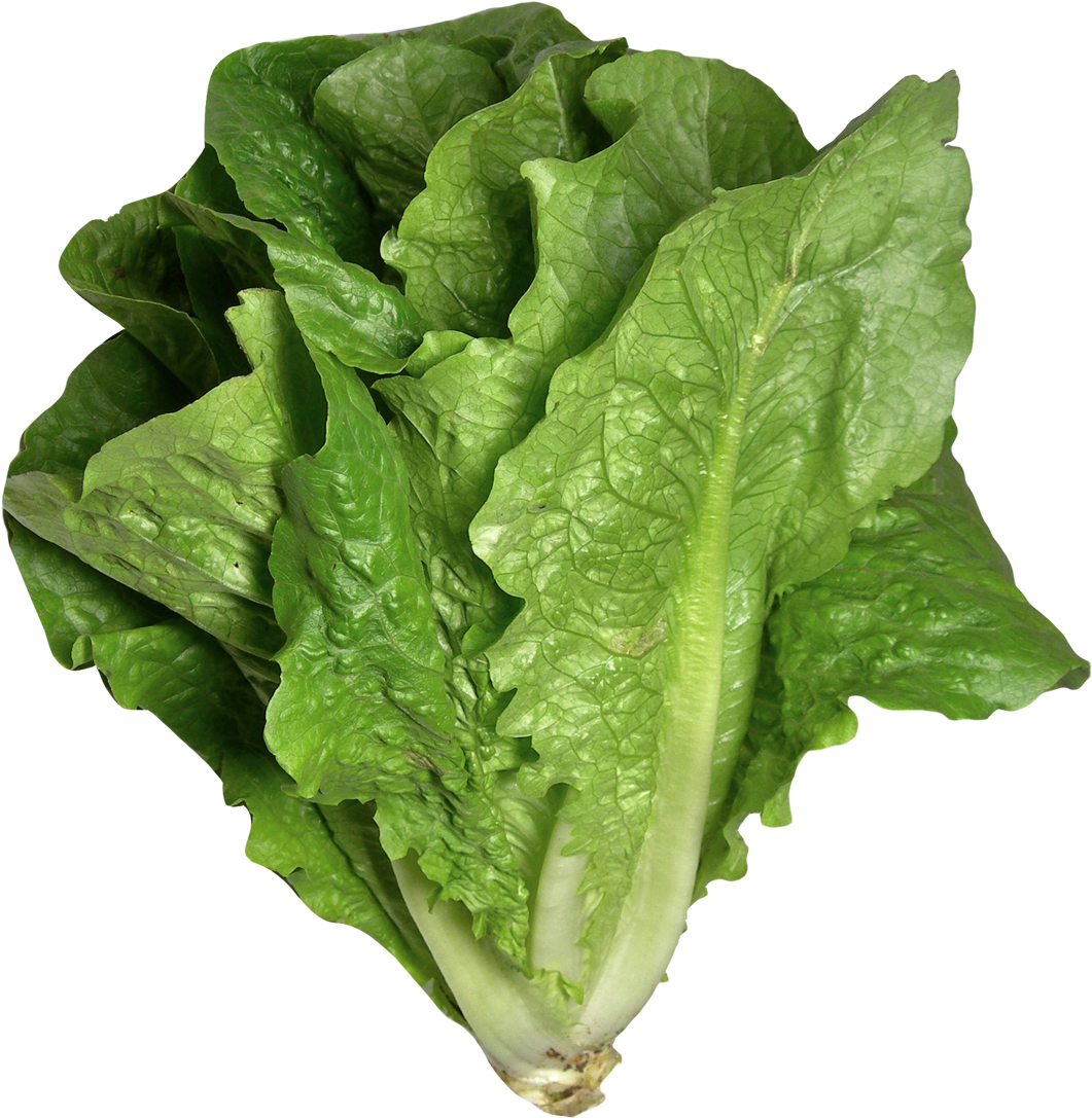 Romaine Lettuce Png Image - Romaine Lettuce Png (1142x1153), Png Download