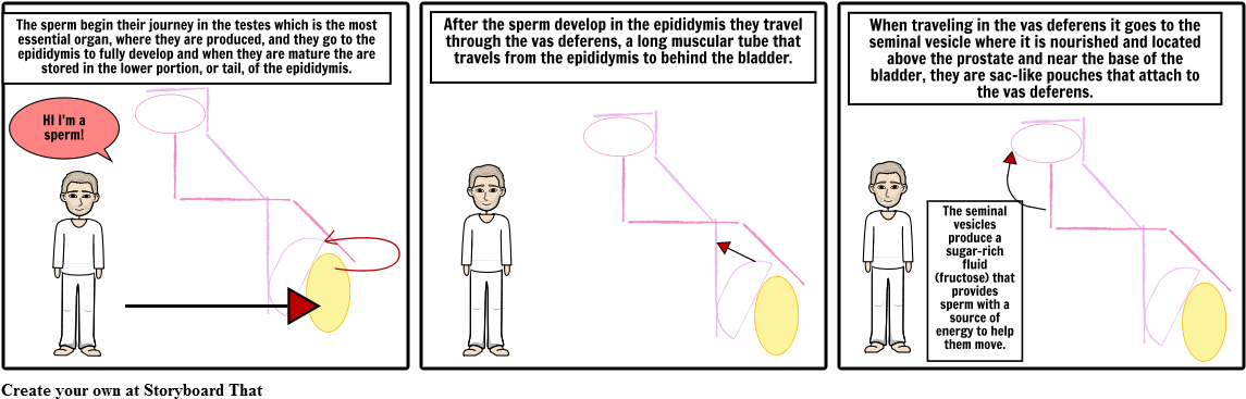 The Sperm Journey - Cartoon (1164x385), Png Download