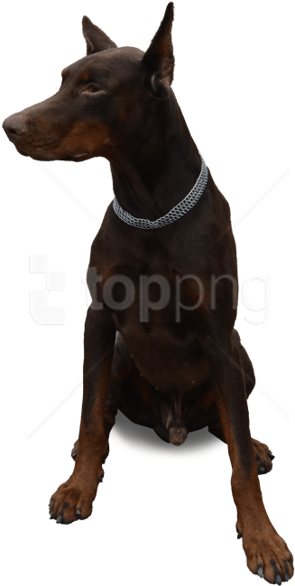 Download Dog Sitting Png Images Background - Sitting Dog Png (480x744), Png Download