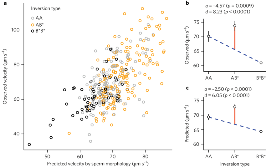 Sperm Swimming Speed As A Function Of Male Z-chromosome - Diagram (850x534), Png Download