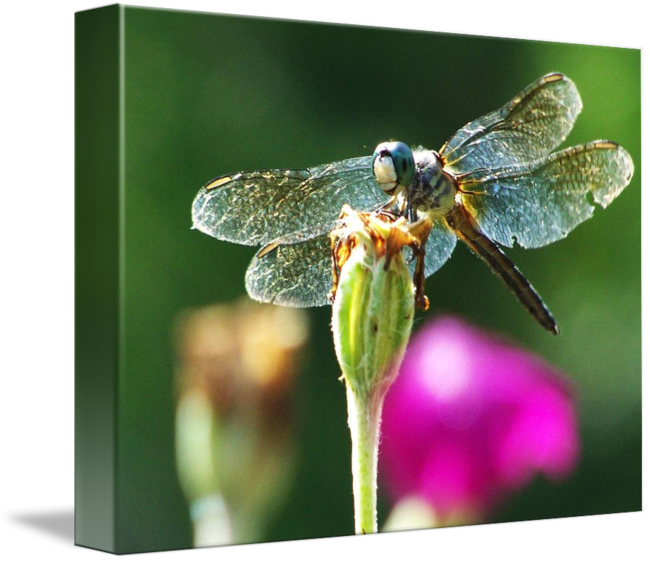 Smiling By Eric Jenkins - Dragonfly (650x561), Png Download