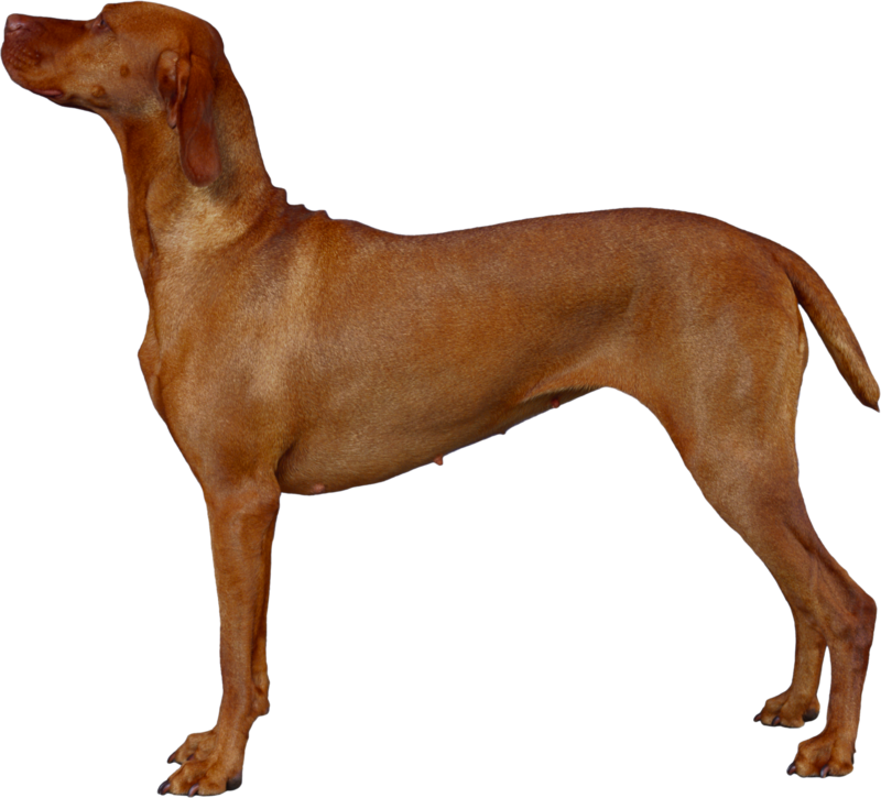 Dog Png, Download Png Image With Transparent Background, - Cão Vizsla (800x725), Png Download