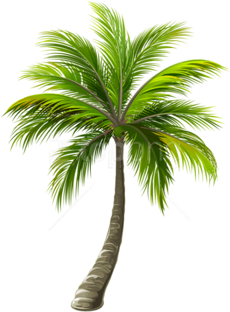 Free Png Download Palm Png Images Background Png Images - Palm Tree Top View Png (480x645), Png Download