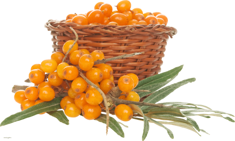 This Png File Is About Shrubs , Sea Buckthorn , Hippophae - Sea Buckthorn Png (800x481), Png Download