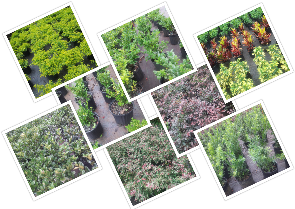 Common Shrubs At Longwood Gardens Nursery And Landscaping, - Botanical Garden (1024x768), Png Download