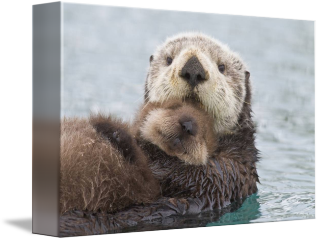 Real Life Zootopia Animals (650x489), Png Download