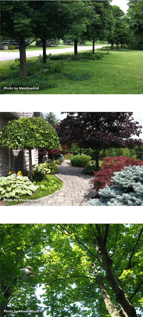 Why Do We Prune - Yard (460x1015), Png Download