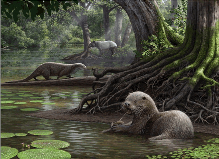 Giant Otter Fossil The Size Of A Wolf Discovered In - Giant Otter Extinct (991x557), Png Download