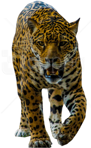 Free Png Jaguar Walking Png Images Transparent - African Leopard (850x567), Png Download