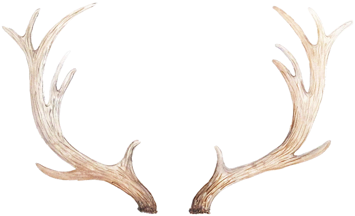 Antlers - Driftwood (752x472), Png Download