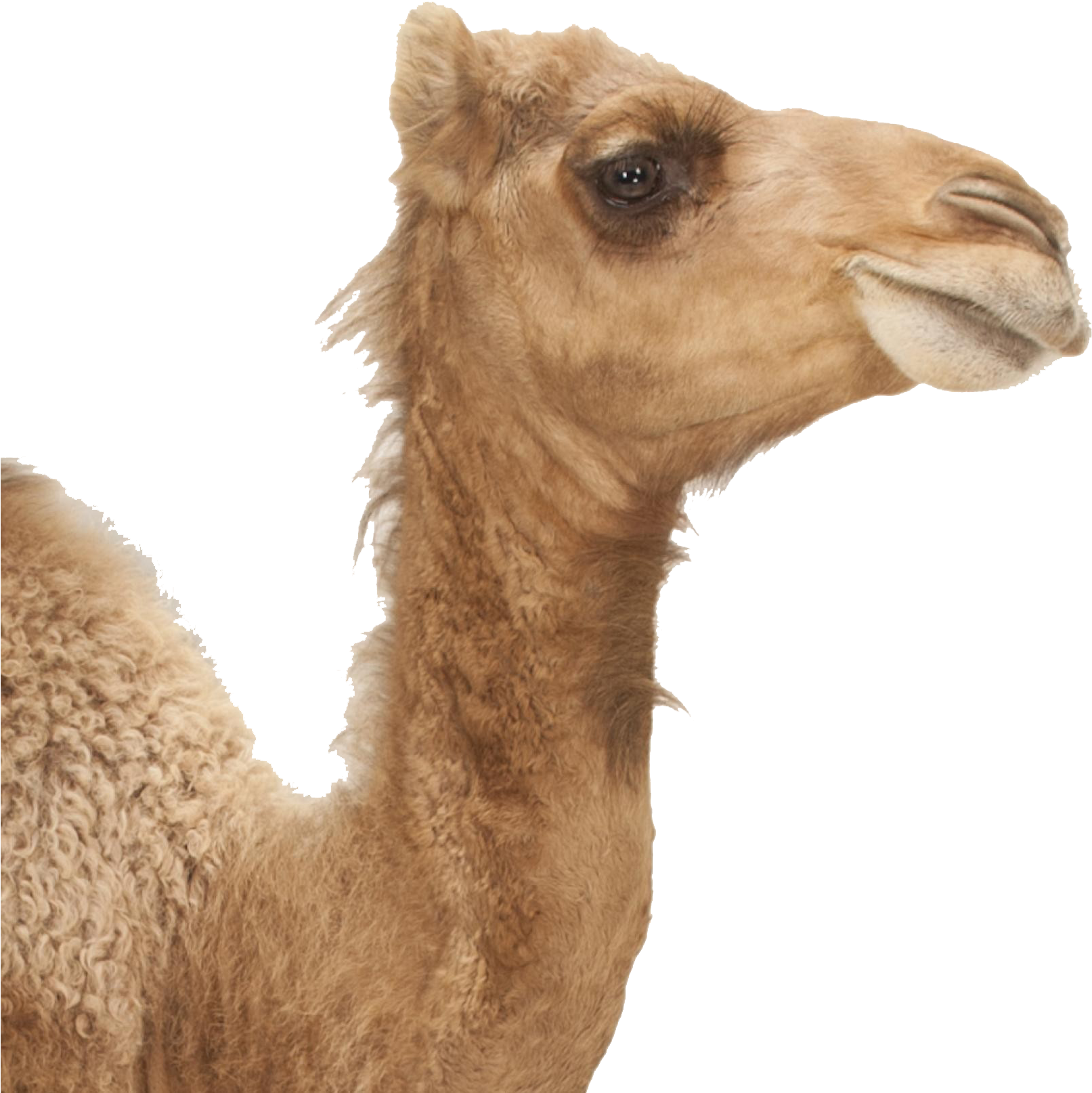 Animals With Long Necks And Big Lips (1900x1899), Png Download