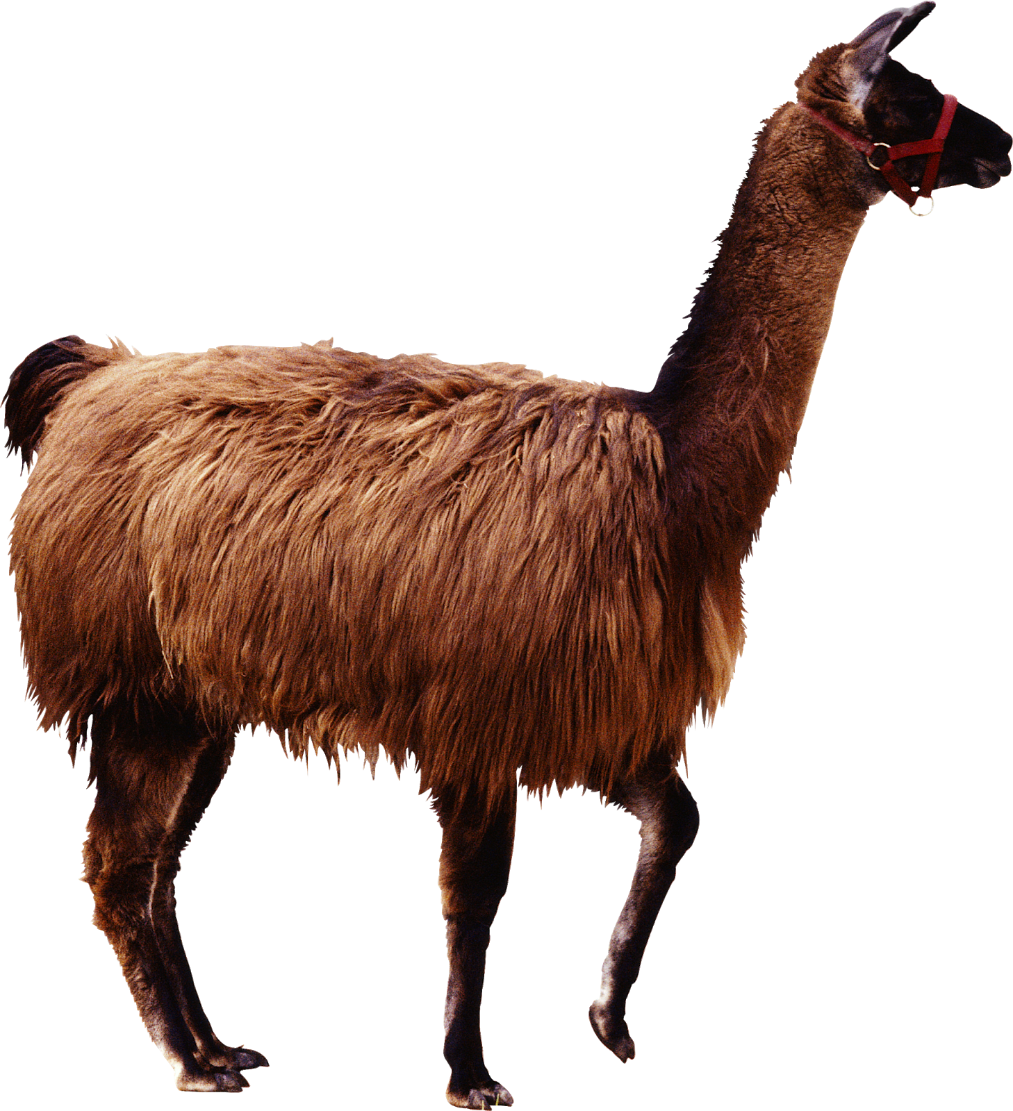 Camel Png Image & Camel Png Clipart Free Download (1458x1600), Png Download