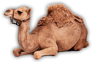 About Us - Arabian Camel (1024x683), Png Download