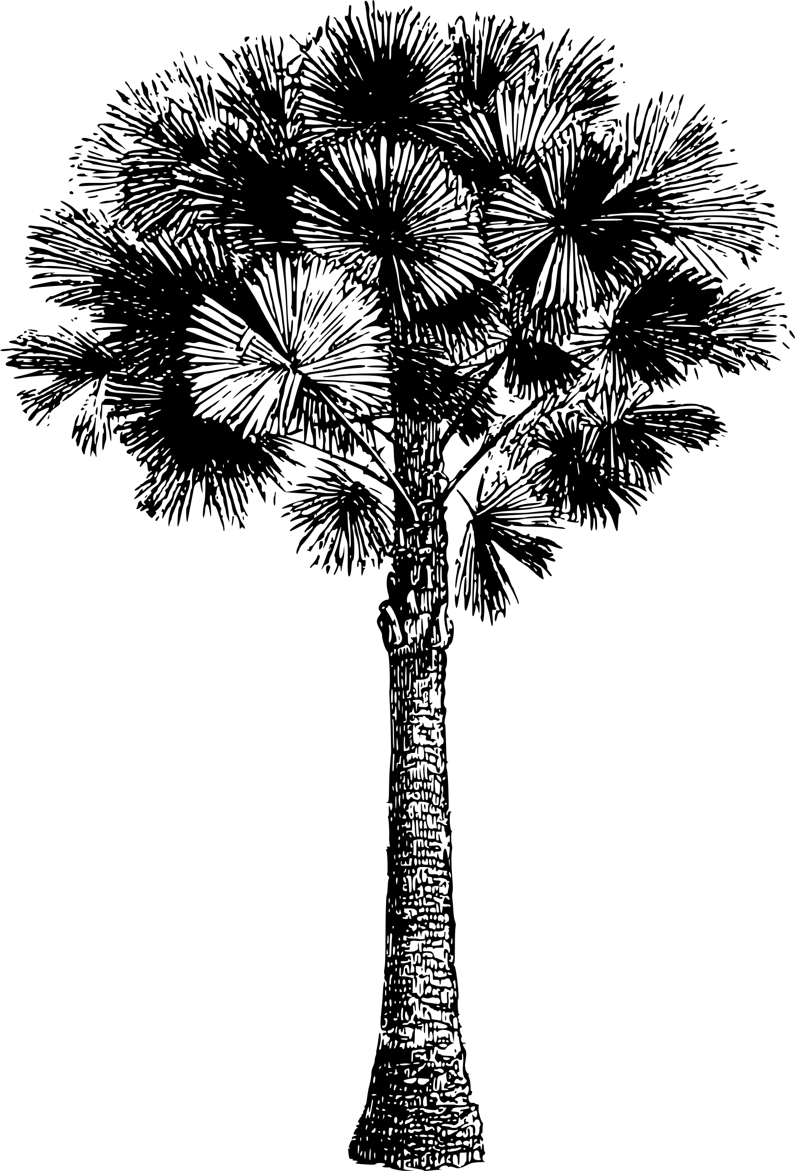 Big Image (1631x2400), Png Download