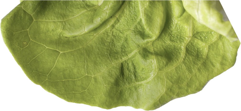 Preview Burger Lettuce Apha - Placemat (1024x1024), Png Download