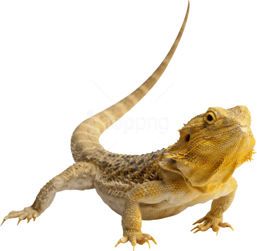 Free Png Download Lizard Photo Png Images Background - Lizard Png (850x830), Png Download