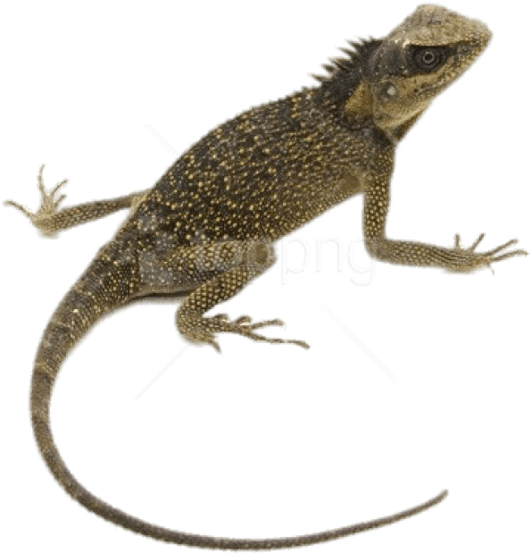 Free Png Download Mountain Horn Lizard Png Images Background - Lizard Transparent (850x692), Png Download