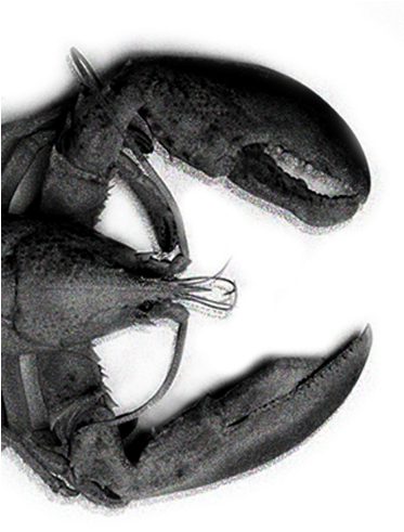 Lobster In Black And White - House Fly (372x600), Png Download