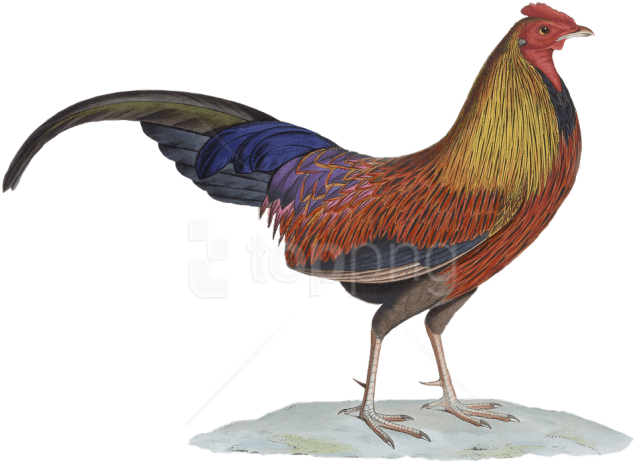 Free Png Download Rooster Drawing Png Images Background - Rooster (850x615), Png Download