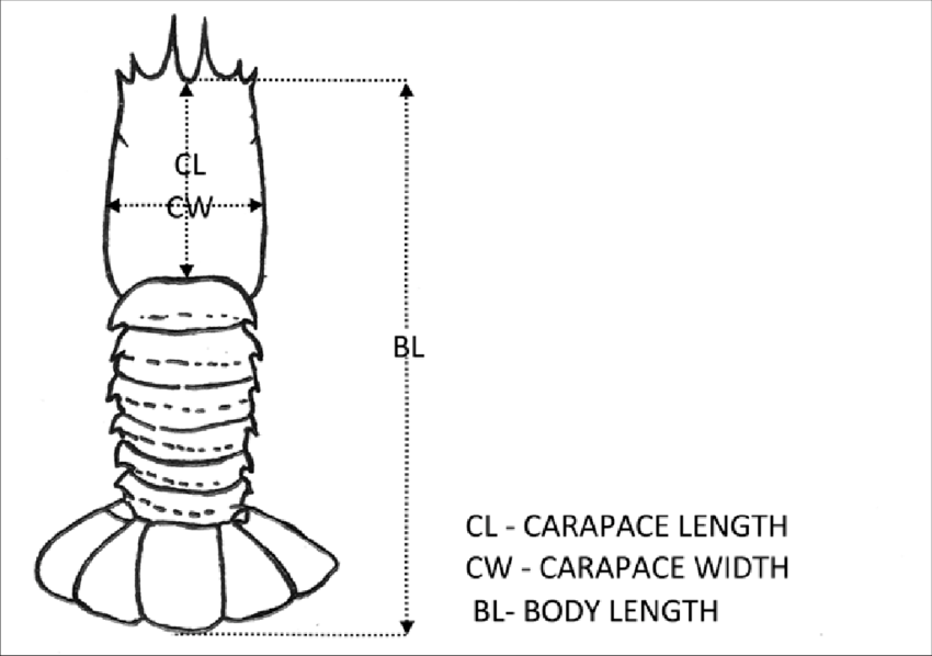 Morphometric Measurements Of Lobster - Morphometric Measurement Of Lobster (850x598), Png Download