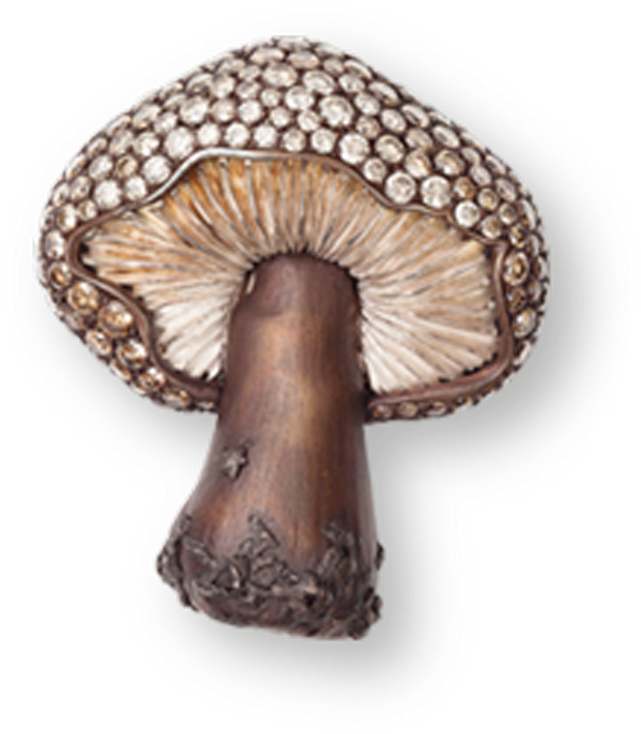 Pleurotus Eryngii (800x800), Png Download