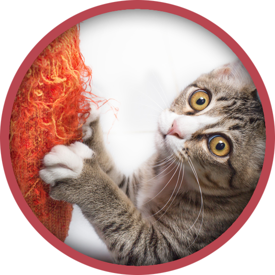 Cat Boarding - Stop Cat Scratching (560x560), Png Download