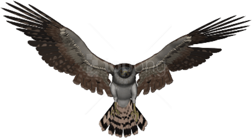 Free Png Download Falcon Png Images Background Png - Falcon Transparent Background (850x466), Png Download