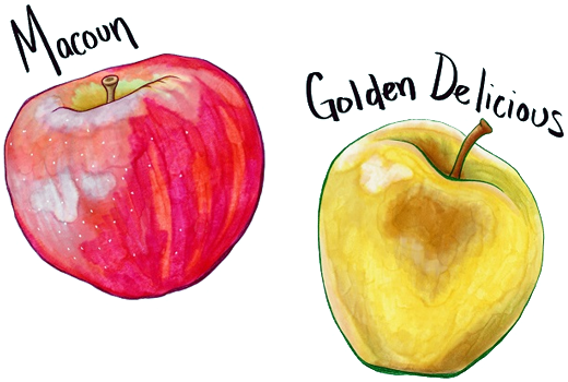 Decorative Image Of Apples - Mcintosh (945x350), Png Download
