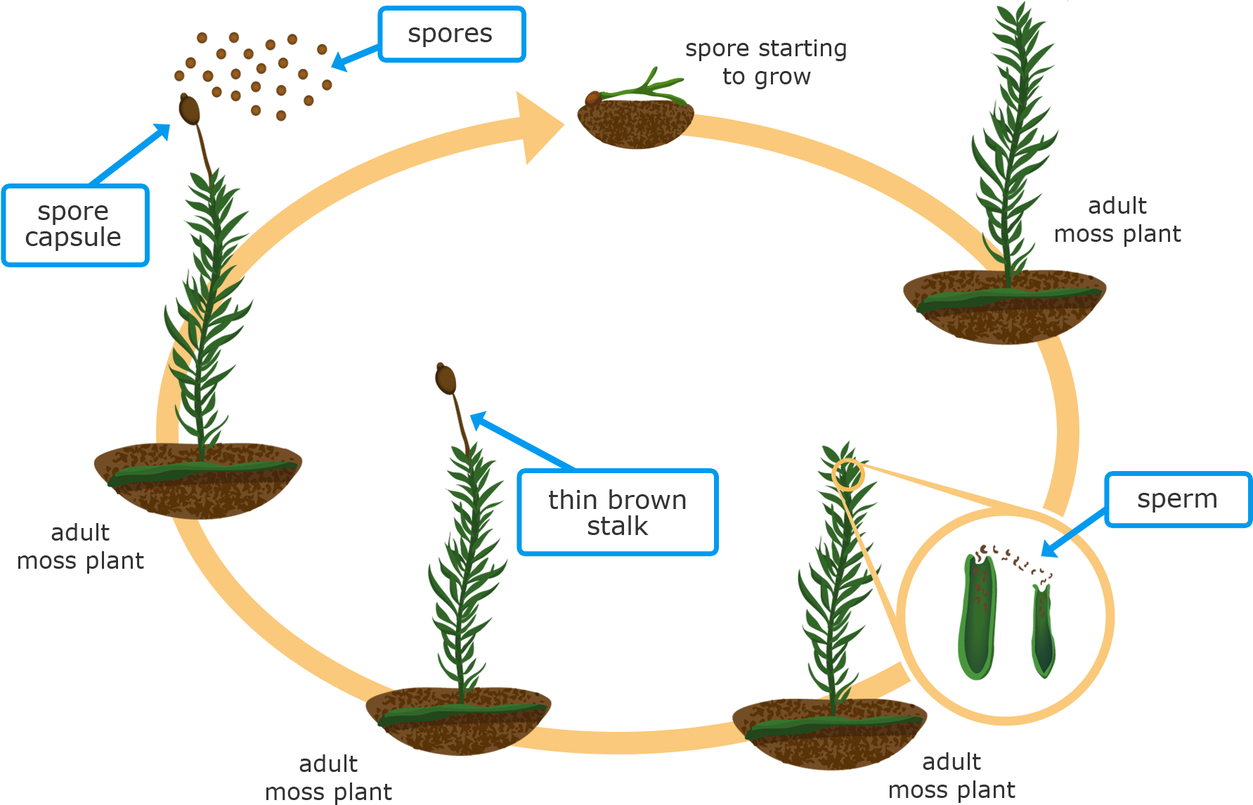 Getstarted - Life Cycle Of A Fern For 4th Grade (1800x1200), Png Download