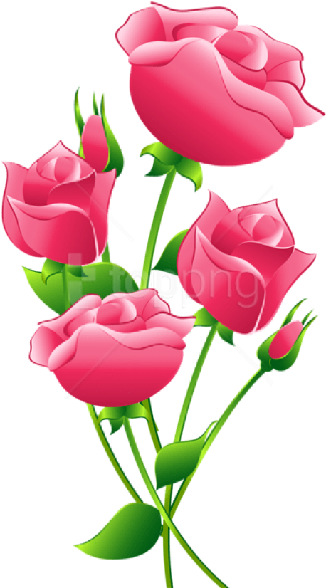 Free Png Download Pink Roses Transparent Png Images - Pink Rose Flower Clip Art (480x838), Png Download