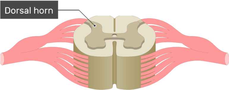 An Image Showing The Dorsal Horn Of The Gray Matter - Spinal Cord (770x462), Png Download