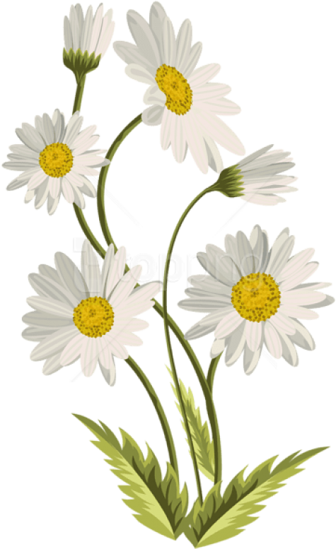 Free Png Download Daisies Transparent Png Images Background - Transparent Background Daisy Png (480x790), Png Download