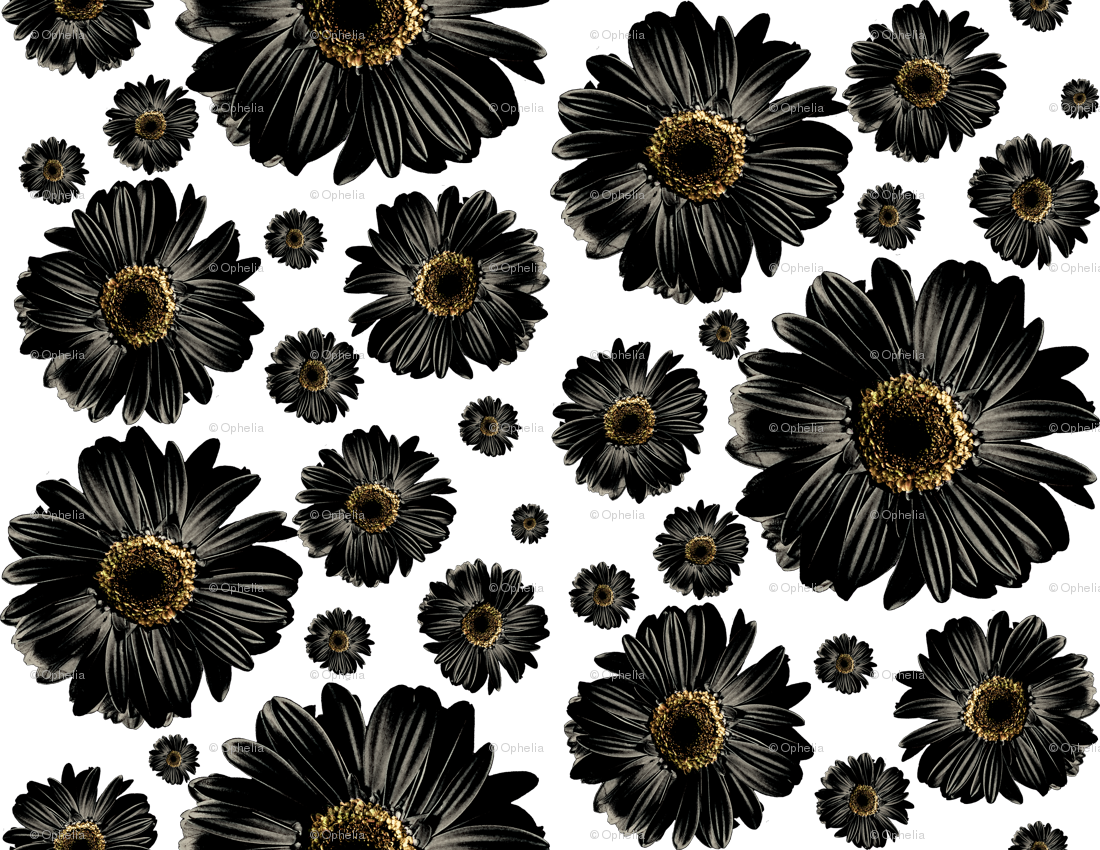 Black Daisies (1100x850), Png Download
