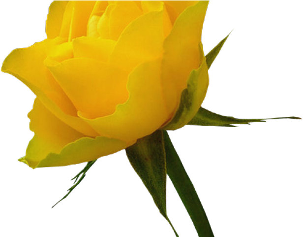 Yellow Rose Clipart Red Rose Outline - Yellow Roses Png (640x480), Png Download