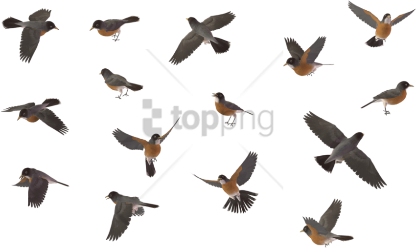 Free Png Sparrow Bird Png Image With Transparent Background - Blue Jay Flying Png (850x508), Png Download
