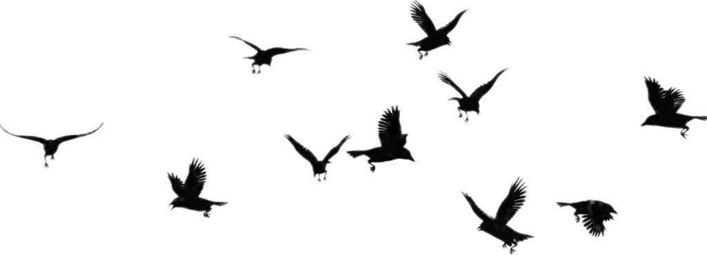 #ftestickers #birds #silhouette #flock #bird #animal - Flock (1024x370), Png Download