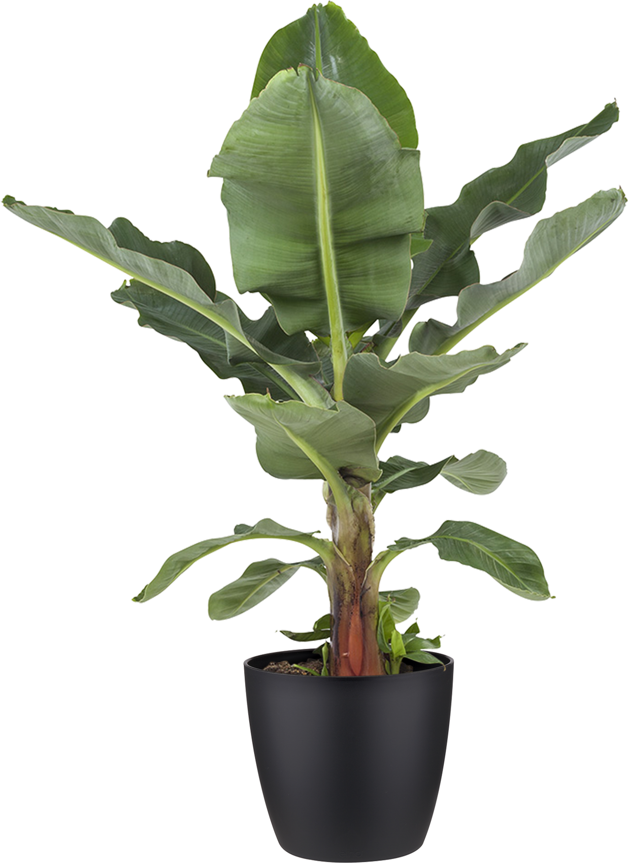 Potted Plant Banana Plant - Bananenplant Kopen (600x600), Png Download
