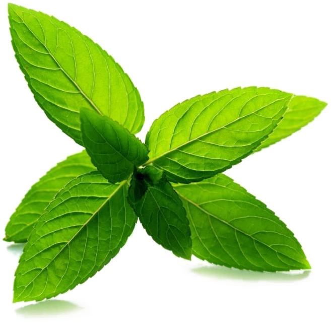 Download Mint Transparent Image Peppermint Leaf Full Size PNG Image