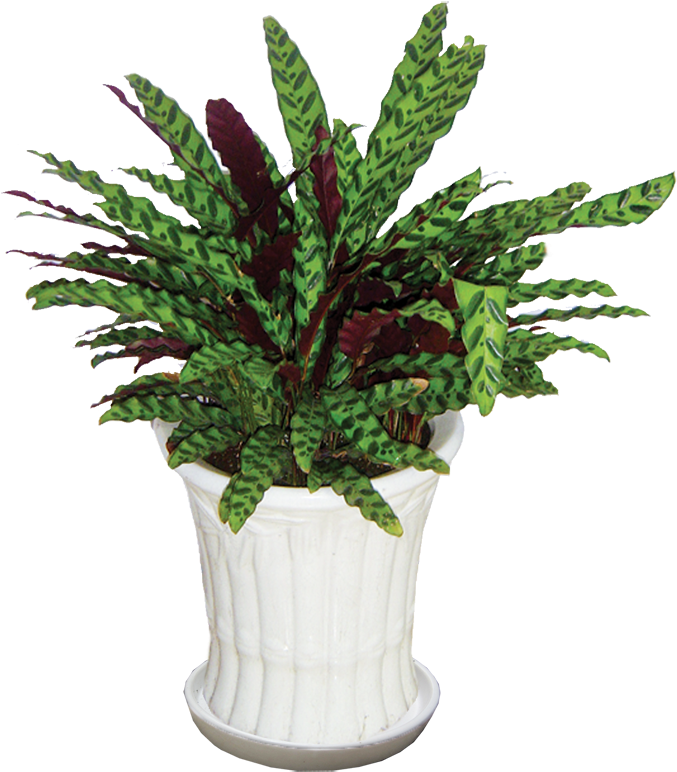 Cây Đuôi Phụng - Houseplant (677x772), Png Download