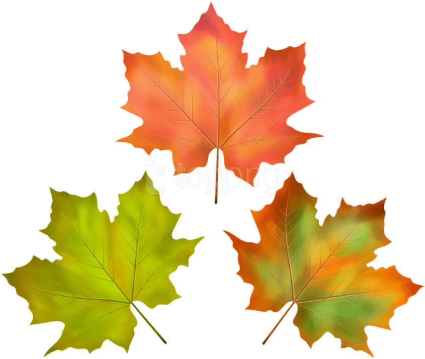 Free Png Download Fall Leaves Set Clipart Png Photo - Maple Leaf (850x723), Png Download