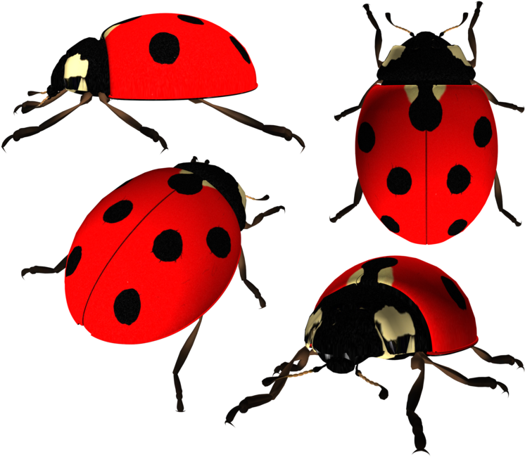 Ladybird Png Photo - Божья Коровка Пнг (800x691), Png Download