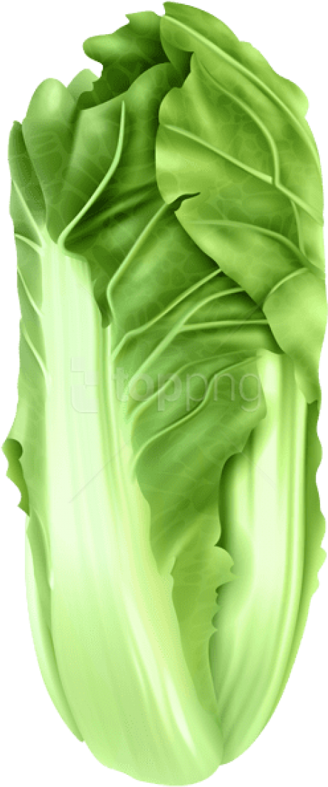 Free Png Download Napa Cabbage Png Images Background - Collard Greens (480x1117), Png Download