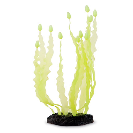 Sporn Yellow Caulerpa Seaweed - Cactus (600x600), Png Download